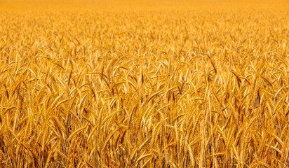 Field of barley in a summer day
