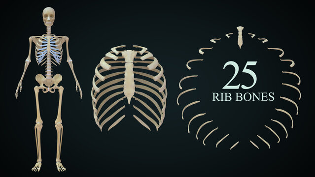 
The rib cage is an arrangement of bones in the thorax of all vertebrates except the lamprey. It is formed by the vertebral column, ribs, and sternum and encloses the heart and lungs
