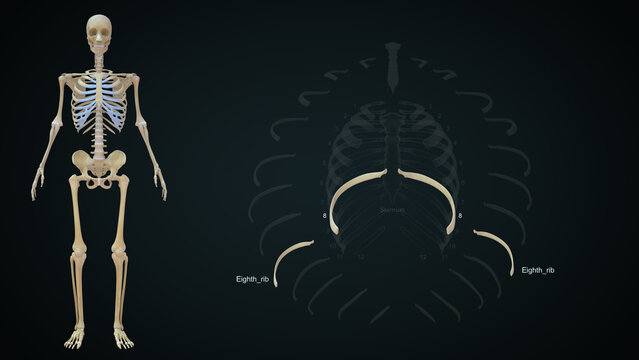 The rib cage is an arrangement of bones in the thorax of all vertebrates except the lamprey. It is formed by the vertebral column, ribs, and sternum and encloses the heart and lungs..