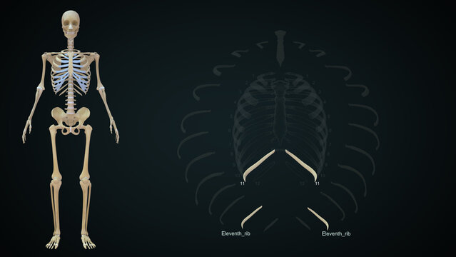 The rib cage is an arrangement of bones in the thorax of all vertebrates except the lamprey. It is formed by the vertebral column, ribs, and sternum and encloses the heart and lungs..