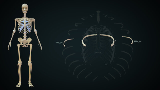 The rib cage is an arrangement of bones in the thorax of all vertebrates except the lamprey. It is formed by the vertebral column, ribs, and sternum and encloses the heart and lungs..