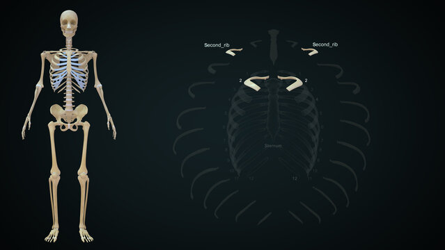 The rib cage is an arrangement of bones in the thorax of all vertebrates except the lamprey. It is formed by the vertebral column, ribs, and sternum and encloses the heart and lungs..