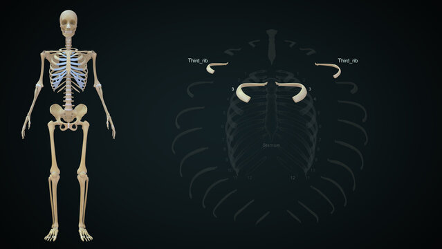 The rib cage is an arrangement of bones in the thorax of all vertebrates except the lamprey. It is formed by the vertebral column, ribs, and sternum and encloses the heart and lungs..