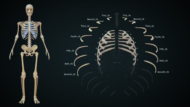 The rib cage is an arrangement of bones in the thorax of all vertebrates except the lamprey. It is formed by the vertebral column, ribs, and sternum and encloses the heart and lungs.