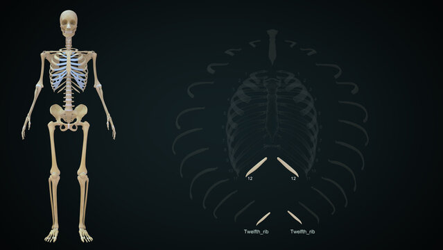 The rib cage is an arrangement of bones in the thorax of all vertebrates except the lamprey. It is formed by the vertebral column, ribs, and sternum and encloses the heart and lungs..