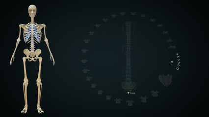 Vertebrae bones Coccyx 3d illustration