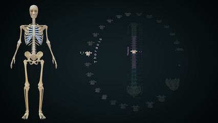 Human Vertebrae bones Thoracic T07 anatomy 3d illustration