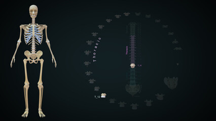 Human Vertebrae bones Thoracic T12 anatomy 3d illustration