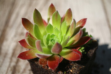Sempervivum ROSIE 1970 succulent cactus Mark C. Smith red
