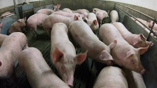 A pig farm with a large number of pigs. Modern agricultural pig farm