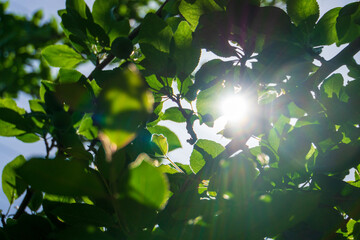 初夏の木漏れ日