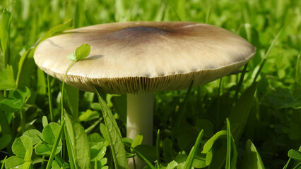 Mushroom growing in a green meadow viewed from the side (DSCN9417c)