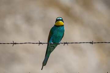 European Bee-eater (Merops apiaster) in its natural habitat