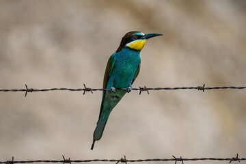 European Bee-eater (Merops apiaster) in its natural habitat