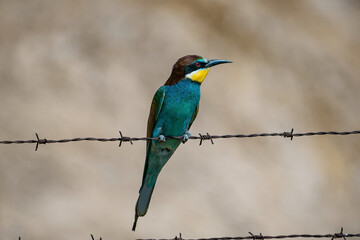 European Bee-eater (Merops apiaster) in its natural habitat