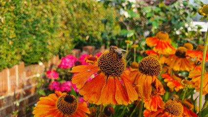 Close-up photo of flower