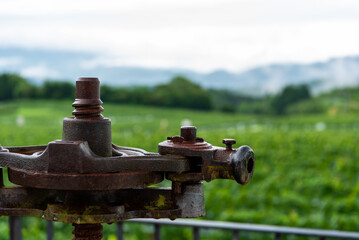 葡萄畑と搾汁機