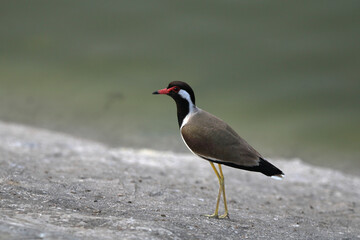 Lapwing