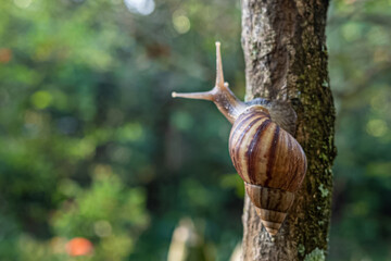 snail on a tree