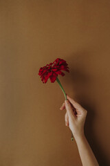 Female hand holding red gerber flower on tan brown background. Aesthetic minimal creative floral...