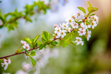 Cherry blossom branch in the garden in spring
