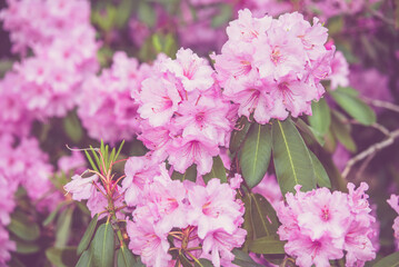 pink rhododendron blooms in the Botanical garden
