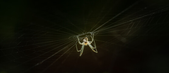 Spider on it web