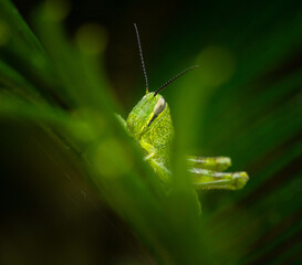 grasshopper on a leaf