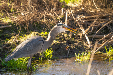 Great blue heron (Ardea cinerea) stands in a stream and eats prey.