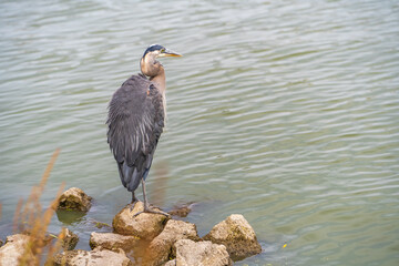 Great blue heron (Ardea cinerea) is standing on a rock in a lake. 