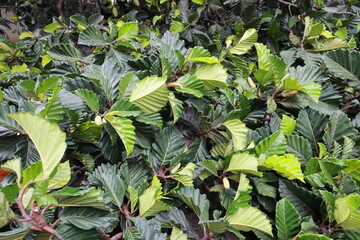 Top view of a beautiful tree with dark greenish wide leaves and light greenish lengthy fruits.Beautiful Top view of dark greenish wide leaves