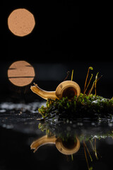 Snail on the grass and leaf