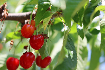 Brown Marmorated shield bug on red cherry fruits on branches. Halyomorpha halys insect in the orchard