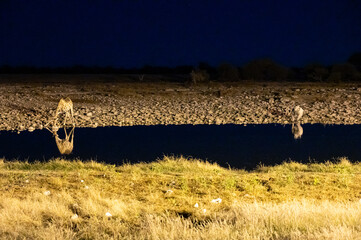 Giraffe and black rhino drinking from a waterhole at night in Etosha National Park in Namibia Africa