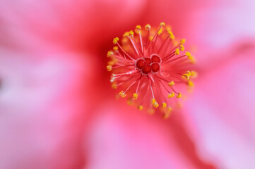 Chinese Hibiscus .Pink .  Macro