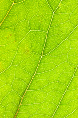 Obraz na płótnie Canvas leaf green macro tree bush greenery plant color light