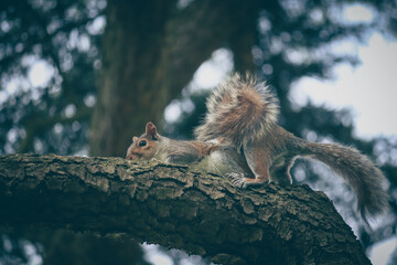 Grey squirrel in the park
