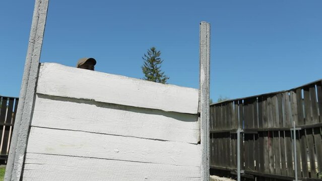 a German shepherd dog overrides a wooden barrier for training with a military dog handler. dog prigaet over an obstacle.