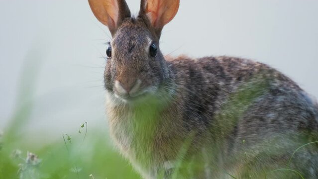 Grey small hare eating grass on summer field. Wild rabbit in nature