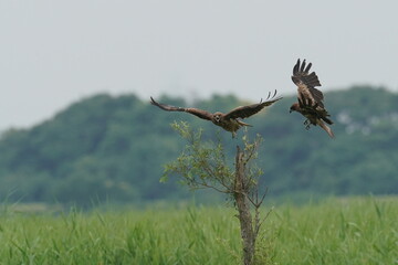 black kite in a field