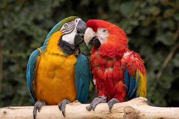 two colorful parrots in love