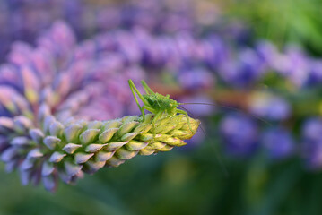 Beautiful delicate flowers of our planet