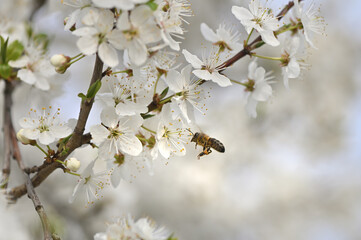 Beautiful delicate flowers of our planet