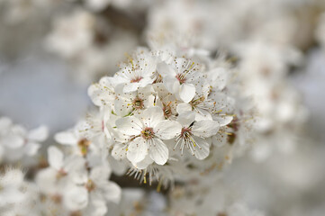 Beautiful delicate flowers of our planet