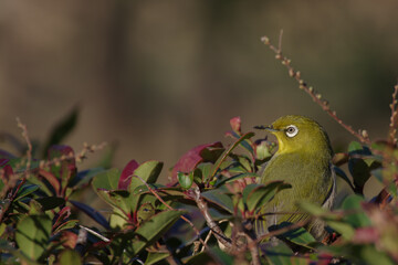 東京赤坂にある東京ミッドタウンのメジロ