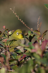 東京赤坂にある東京ミッドタウンのメジロ