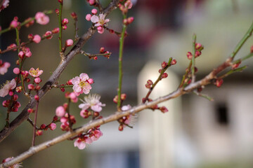 Fototapeta na wymiar 東京赤坂にある氷川神社の手水舎に飾られた梅