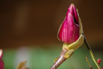 東京赤坂にある氷川神社の手水舎に飾られたモクレン