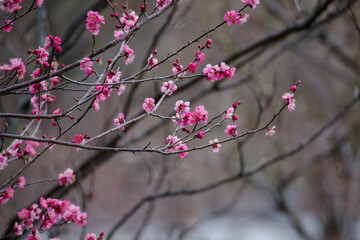東京赤坂にある東京ミッドタウンで2月上旬に梅の花が咲き出した