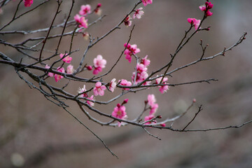 東京赤坂にある東京ミッドタウンで2月上旬に梅の花が咲き出した